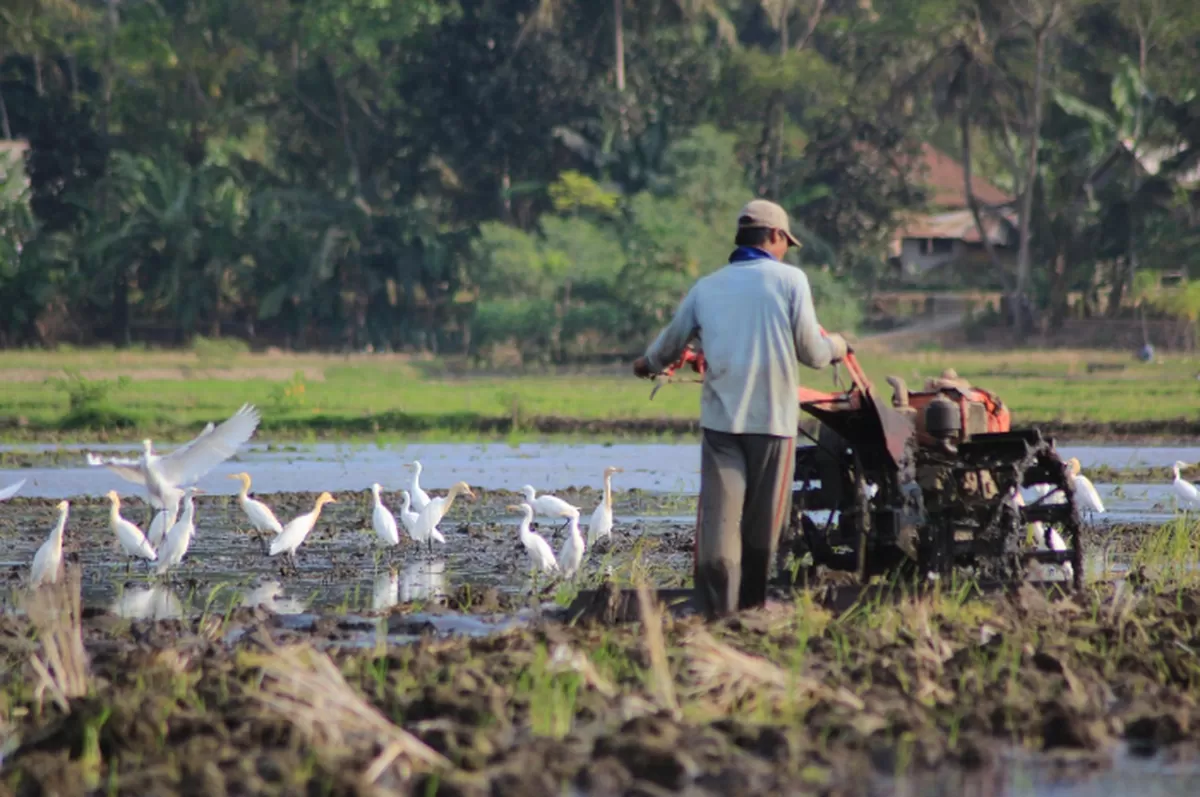 Madina Wisata: Bridge to Cilacap's Unforgettable Beauty